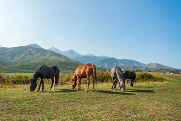 horses grazing in the field