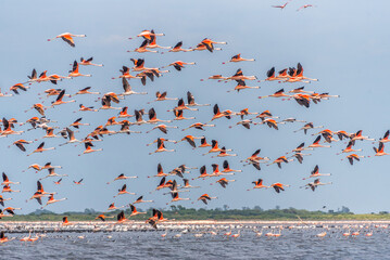 Flight of a big flock of Andean Flamingos, Phoenicoparrus andinus, from the Ansenuza Sea, Cordoba, Argentina.