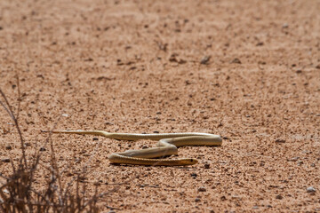 Cape cobra moving on the ground in desert land in Kgalagadi transfrontier park, South Africa; specie Naja nivea family of Elapidae
