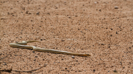 Cape cobra moving on the ground in desert land in Kgalagadi transfrontier park, South Africa; specie Naja nivea family of Elapidae