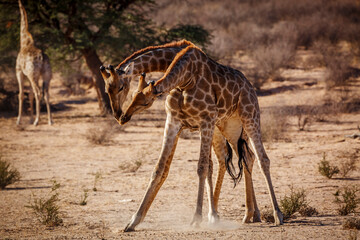 Two Giraffes doing necking parade in Kgalagadi transfrontier park, South Africa ; Specie Giraffa camelopardalis family of Giraffidae