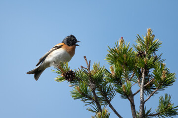 Brambling