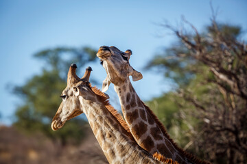 Two Giraffes doing necking parade in Kgalagadi transfrontier park, South Africa ; Specie Giraffa camelopardalis family of Giraffidae