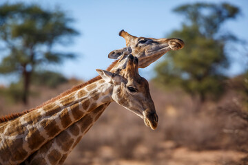 Two Giraffes doing necking parade in Kgalagadi transfrontier park, South Africa ; Specie Giraffa camelopardalis family of Giraffidae