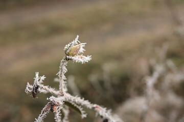 Bouton de Rose Gelé