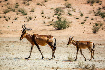 Hartebeest female and calf in Kgalagadi transfrontier park, South Africa; specie Alcelaphus buselaphus family of Bovidae