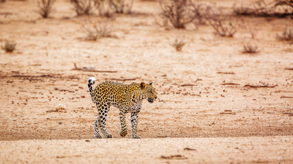 Leopard in Kgalagadi transfrontier park, South Africa; specie Panthera pardus family of Felidae