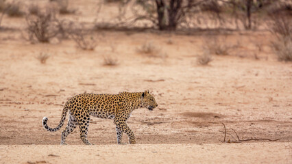 Leopard walkiing in desert land in Kgalagadi transfrontier park, South Africa; specie Panthera pardus family of Felidae