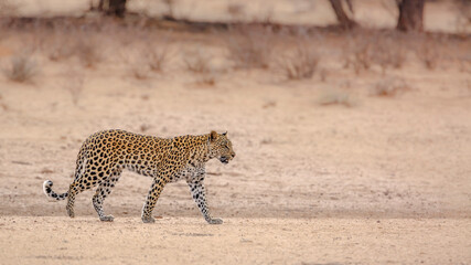 Leopard female walking in dry land in Kgalagadi transfrontier park, South Africa; specie Panthera pardus family of Felidae