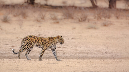 Fototapeta premium Leopard female walking in dry land in Kgalagadi transfrontier park, South Africa; specie Panthera pardus family of Felidae