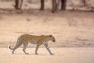 Leopard female walking in dry land in Kgalagadi transfrontier park, South Africa; specie Panthera pardus family of Felidae