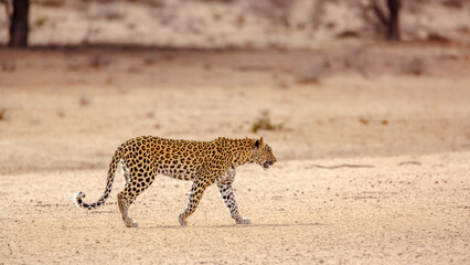 Leopard female walking in dry land in Kgalagadi transfrontier park, South Africa; specie Panthera pardus family of Felidae