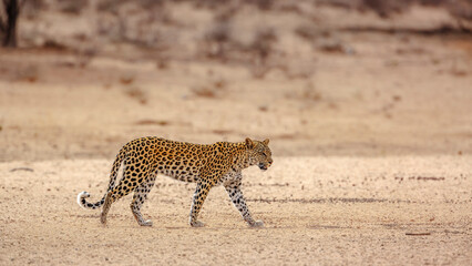 Leopard female walking in dry land in Kgalagadi transfrontier park, South Africa; specie Panthera pardus family of Felidae