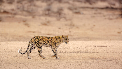 Fototapeta na wymiar Leopard female walking in dry land in Kgalagadi transfrontier park, South Africa; specie Panthera pardus family of Felidae