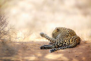 Leopard licking her paw in Kgalagadi transfrontier park, South Africa; specie Panthera pardus family of Felidae
