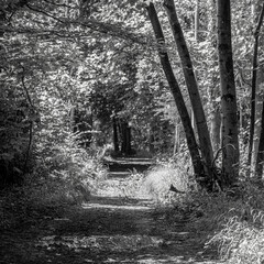 Path Through the woods Black and White