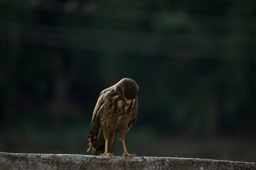 bird of prey