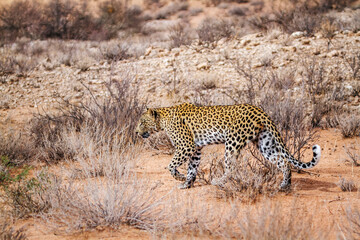 Leopard female walking in dry land in Kgalagadi transfrontier park, South Africa; specie Panthera pardus family of Felidae