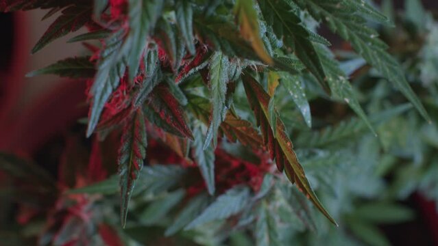 Red light on sharp cbd cannabis leaves. Flower maturation under special conditions. Auto flowering plant. Seed formation.