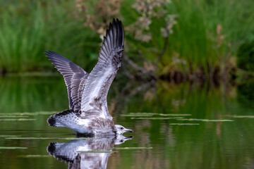 Lesser Black-backed Gull © Risto