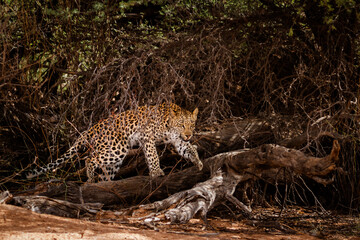 Leopard female moving in a bush in Kgalagadi transfrontier park, South Africa; specie Panthera pardus family of Felidae