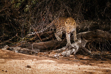 Leopard female moving in a bush in Kgalagadi transfrontier park, South Africa; specie Panthera pardus family of Felidae