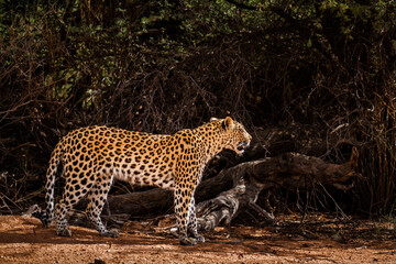 Leopard standing in front of a bush in Kgalagadi transfrontier park, South Africa; specie Panthera pardus family of Felidae