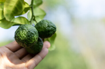A man's hand is touching a bergamot  with soft focus background and copy space.