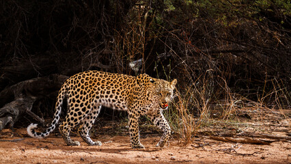 Fototapeta na wymiar Leopard in Kgalagadi transfrontier park, South Africa; specie Panthera pardus family of Felidae