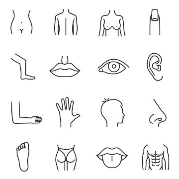 Body parts collection monochrome linear icon vector illustration human anatomy organs