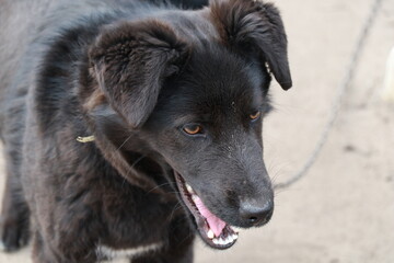 black dog portrait