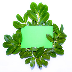 Green wood or tree leaves on white background with whiteboard, blackboard in bush, sheet of paper in leaf, greenery with blackboard, message in green leaf