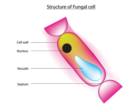 Biological illustration of Typical fungus cell,  a typical fungal cell contains a true nucleus and many membrane-bound organelles. The kingdom Fungi includes an enormous variety of living organisms 