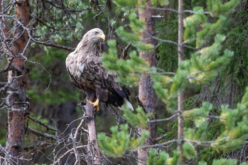 White-tailed eagle