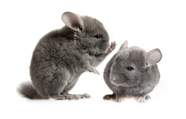Communication of two chinchillas on a white background