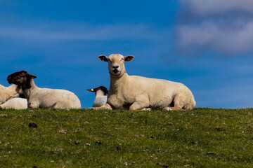 Obraz premium Sheep on the dike in sunshine