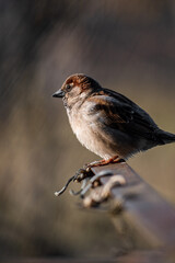 House sparrow standing on a ledge with a blurred background