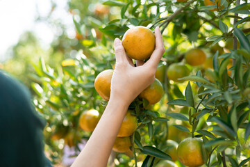 Asian woman harvesting tangerines in the garden