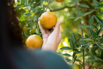 Asian woman harvesting tangerines in the garden