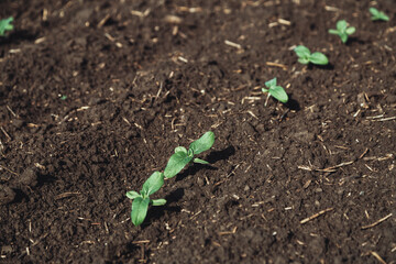 A close-up of a sprout of sunflower sprouts lit by the afternoon sun on fertile black soil. Concept agro culture.