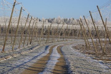 Hopfenfeld im Winter