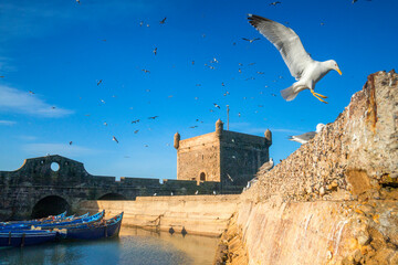 Morocco, Essaouira town, wall and tower of the old portuguese fortress of Castelo Real of Mogador, flying gull