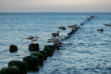 waterfowl on the beach, beach by the sea, sea birds - gulls, albatrosses, rest, sea landscape