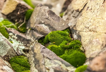 Green moss on a stone in the forest close-up in summer