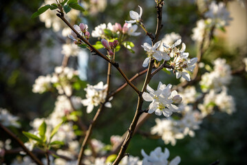 Closeup blossoming tree brunch with white flowers. Flowering of apple trees.