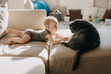 Little baby playing with a big cat, british shorthair breed, sitting on a sofa.
