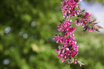 Beautiful fresh Flower Blossom Natural Spring
