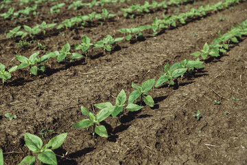 A close-up of a sprout of sunflower sprouts lit by the afternoon sun on fertile black soil. Concept agro culture.