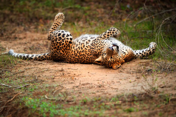 Sri Lankan leopard, Panthera pardus kotiya, resting on back.Happy leopard. Safari in Yala national park, Sri Lanka.