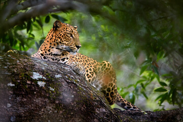 Naklejka na ściany i meble Sri Lankan leopard, Panthera pardus kotiya, laying on a tree, surrounded by dense vegetation. Yala national park, Sri Lanka.